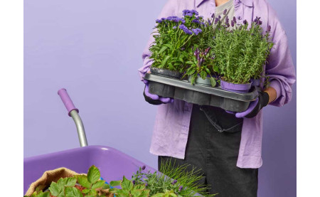 Vishu Special: The Perfect Plant-Based Gifts for a Prosperous New Year in Trivandrum