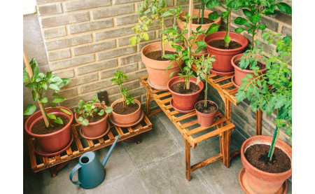 From Our Nursery To Your Balcony: Transforming Spaces In Trivandrum