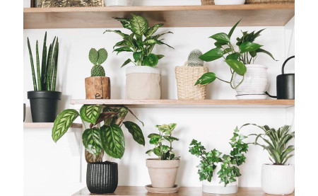 Discover Trivandrum's Favorite: Top 5 Indoor Plants for Our Tropical Climate